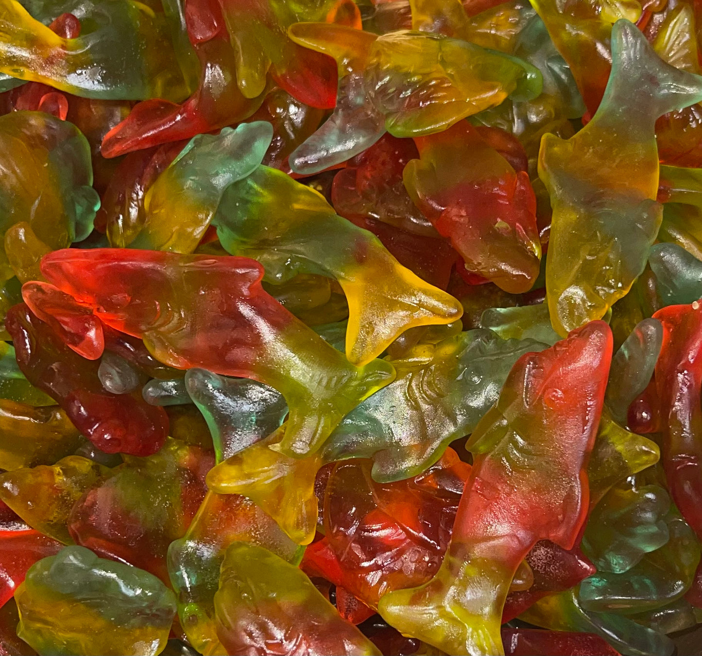 Ravazzi Jelly Fische